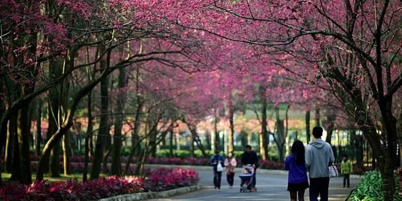 Tham gia lễ hội hoa anh đào khi du lịch Đài Loan