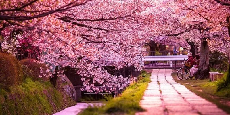 Xứ sở hoa anh đào