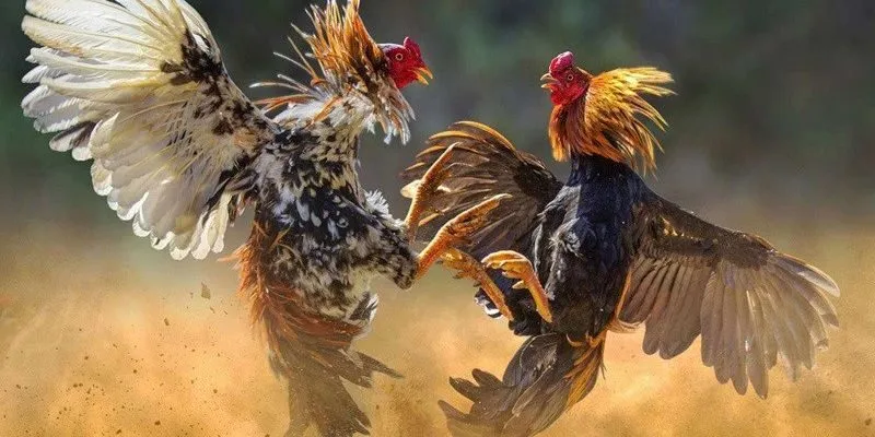 Huấn luyện gà chọi
