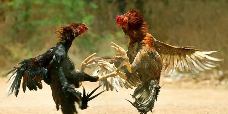 Gà Chọi Tuyên Quang – Giống Gà Nổi Tiếng Nhất Nhì Việt Nam